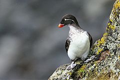 Parakeet Auklet